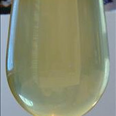 Tej (Ethiopian Honey Wine)