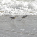 Willet