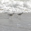 Willet
