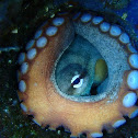 Gloomy Octopus