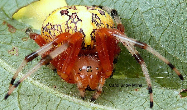 Marbled Orb Weaver Spider | Project Noah