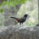 Indian Robin