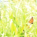Monarch Butterfly