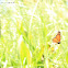 Monarch Butterfly