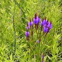 Vervain