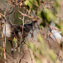 Barred Warbler