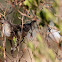 Barred Warbler