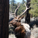 Elk