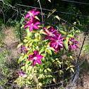Clematis