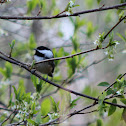 black-capped chickadee