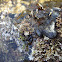Sea sponge / Morska spužva