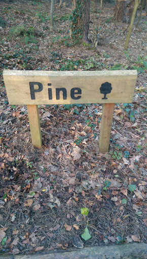 Stormont Estate Pine Walk