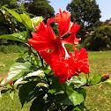Pagoda hibiscus 