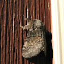 Common Gluphisia