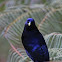 Satin Bowerbird ( MALE / FEMALE )