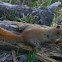 American Red Squirrel