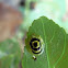 Tortoise beetle