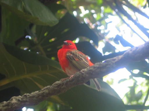 Little RED Bird