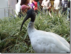 2008_0505austraaaayngg0052