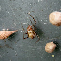 Common House Spider