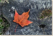 One Leaf blog