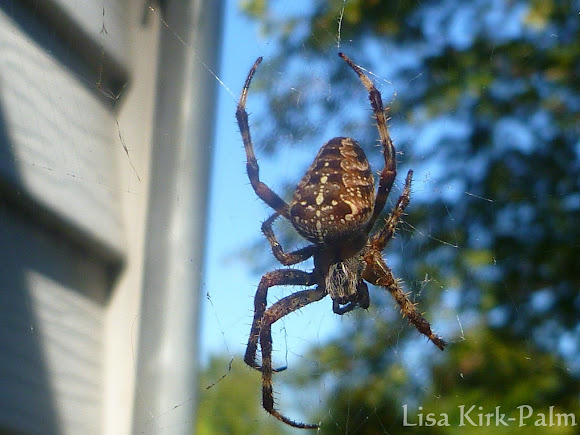 Spotting Image 1