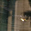 Silver orb spider