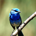 Splendid Fairy Wren