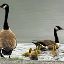Canada Goose