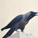 crow