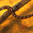 Northern water snake, males