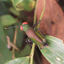 Grasshopper
