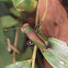 Grasshopper