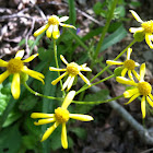 Creeping Spotflower