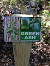 Green Ash Example