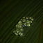Agalychnis eggs