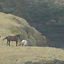 Horses