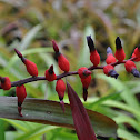 Bromeliad