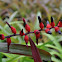 Bromeliad