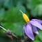 Bittersweet Nightshade