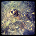 Sea turtle