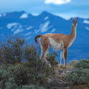 Guanaco