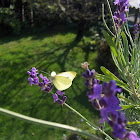 Small Cabbage White Butterfly
