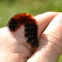 wooly bear