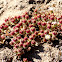 Crystalline iceplant