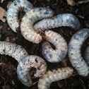 White Curl Grub
