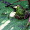 The American Bull Frog