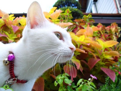 How to install Meow Gallery lastet apk for android