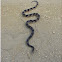 Northern Pinesnake