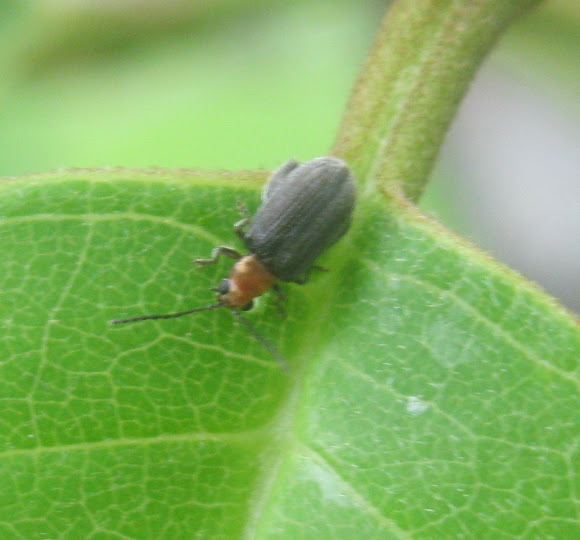 Spotting Image 1